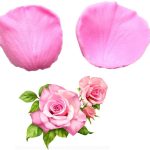 Veiner - Rose Small (for Fondant n Gumpaste)